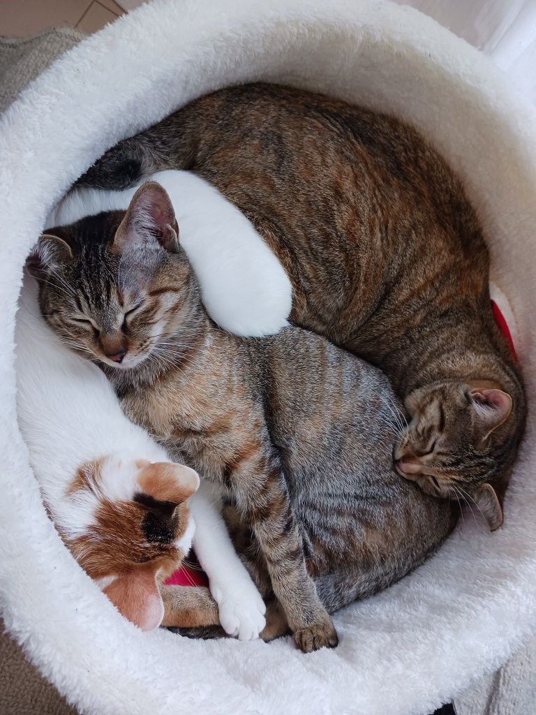 ねこさーーーーん
