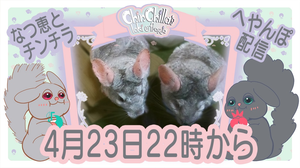 4月23日22時からからチンチラの部屋んぽを配信します