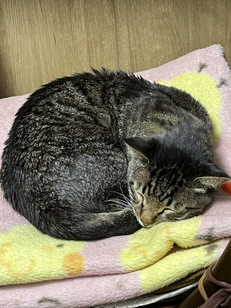 おはこんにちばんは、万事屋あ〜ちゃんです。
