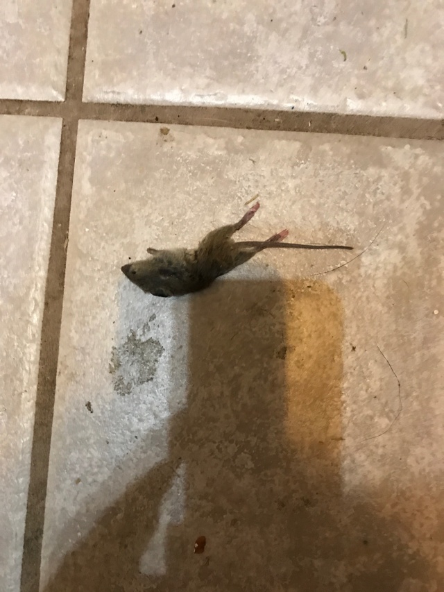 my cat kikyo got a mouse 🐁