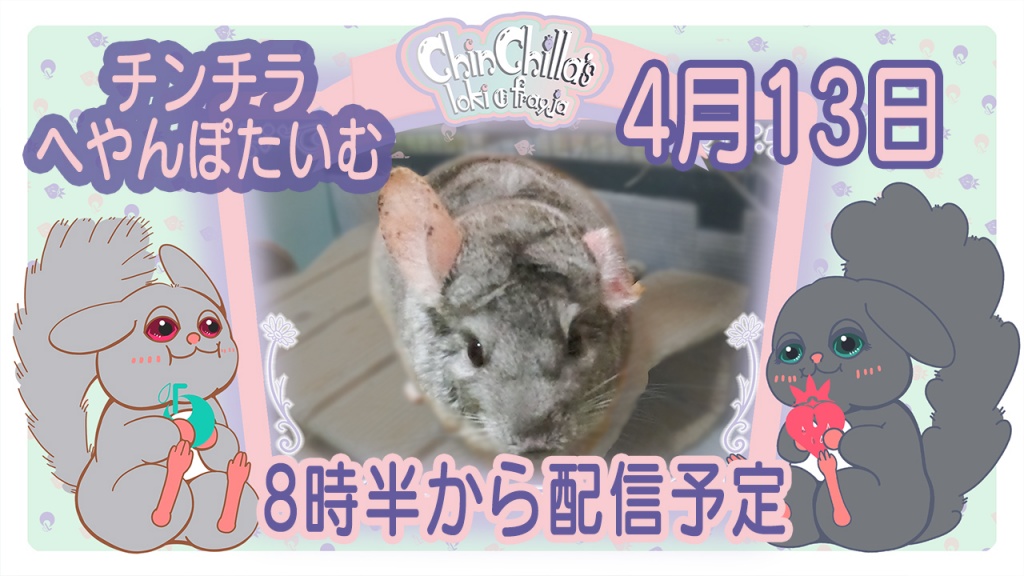4月13日8時半からチンチラの部屋んぽを配信します。
