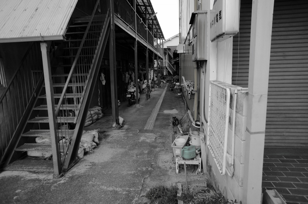 路地裏の黒猫。雑談します。