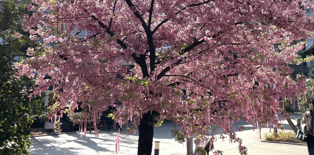 満開の桜のライトアップを見に行くよ🌸
