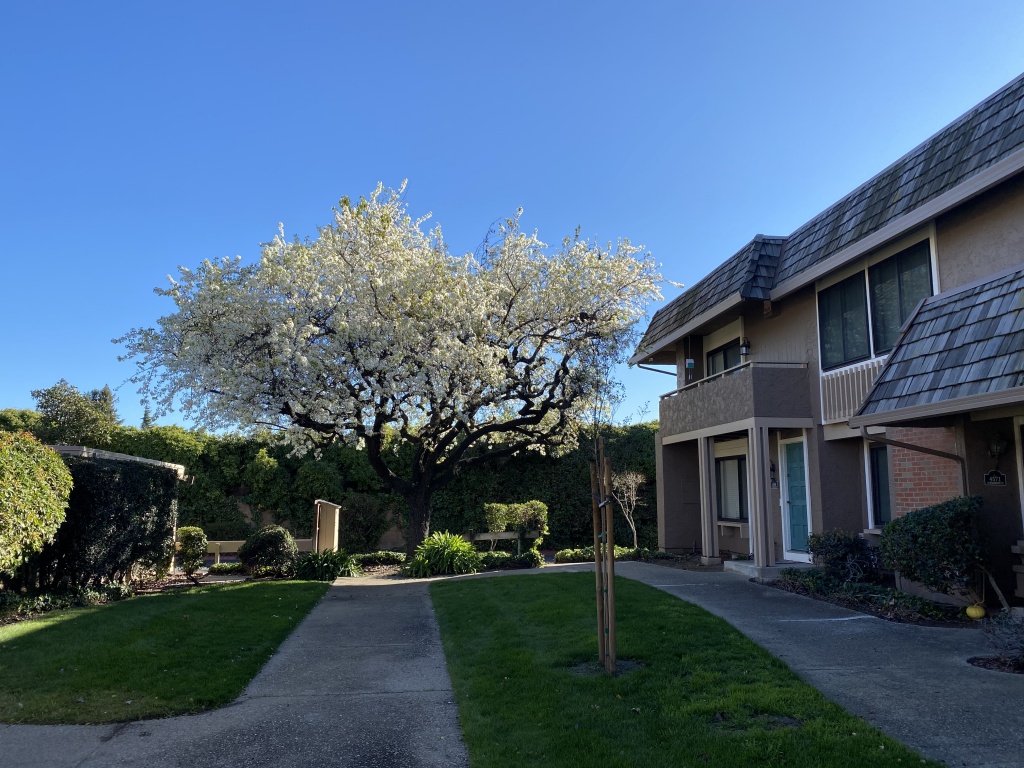 我が家の前の桜に似た木が満開です！春は好きな季節で