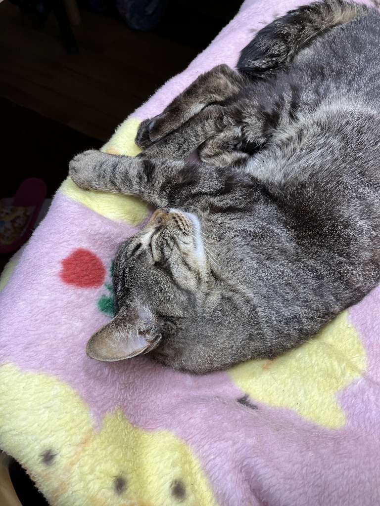 おはこんにちばんは、万事屋あ〜ちゃんです。　
