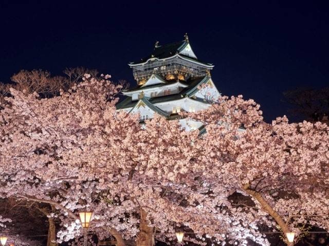本日、大阪城公園での夜桜→造幣局での夜桜配信します