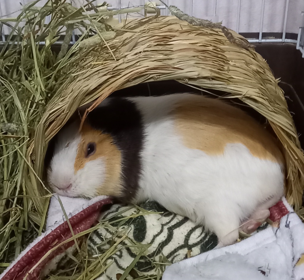 かわいい