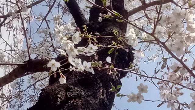メインディッシュ桜