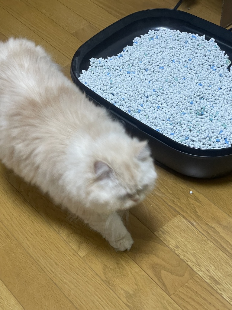 本日の配信❣️

