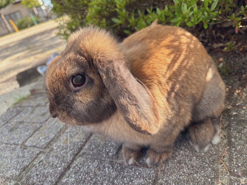 か゛わ゛い゛ぃ゛…‪🙄‬