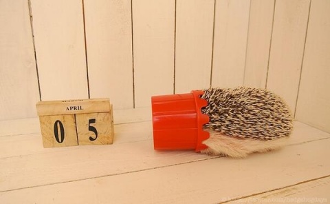 サポーターちょうど２００人になりました(*´∀｀*)リス