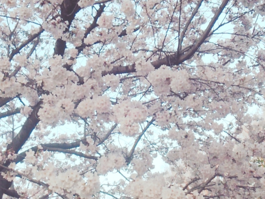桜の季節にももせのあ、新しい携帯に変えます。Twitte