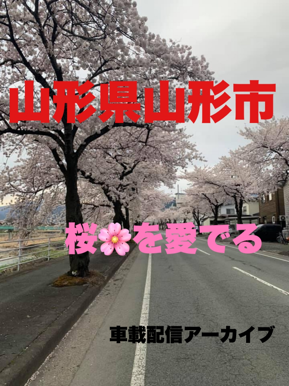 【山形県】桜を愛でる配信アーカイブ【山形市】