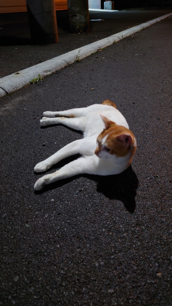埠頭の猫ちゃんと戯れる配信をやるので 良かったら 観