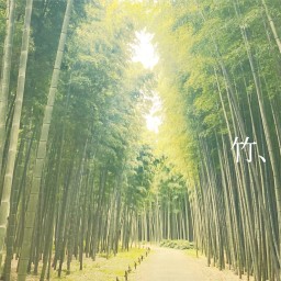 竹、音、花。〜芸術で魅せる栃木の自然 vol.3〜
