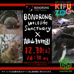 KIFUZOO旭山動物園「BONORONG wildlife Sanctuaryコラボ」
