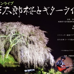 岩太郎桜とギターライブ　(伊藤智美ソロギターLIVE)