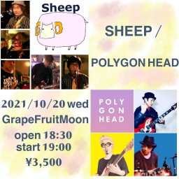 SHEEP / POLYGON HEAD