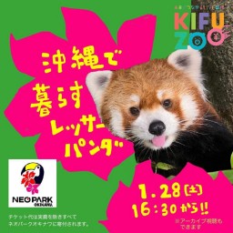 KIFUZOOネオパークオキナワ「沖縄で暮らすレッサーパンダ2」