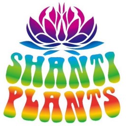 SHANTI PLANTS ワンマンライブ