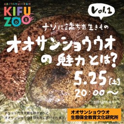 KIFUZOOオオサンショウウオ研究所「オオサンショウウオの魅力とは？」