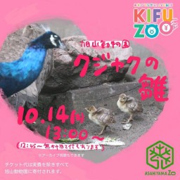 KIFUZOO旭山動物園「クジャクの雛（ヒナ）