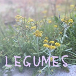 LEGUMES(購入フォーム1215)