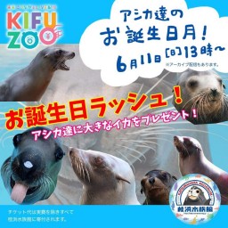 KIFUZOO桂浜水族館「アシカ達のお誕生日月！」