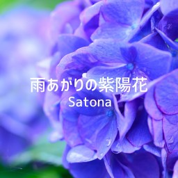 雨あがりの紫陽花　Satona